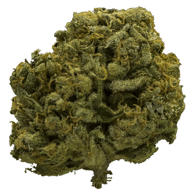 Charlotte’s Web – High CBD | Pink Joint Canada Charlotte’s Web – High CBD | Pink Joint Canada