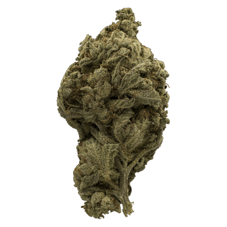 La Blanca Gold | Pink Joint Canada La Blanca Gold | Pink Joint Canada