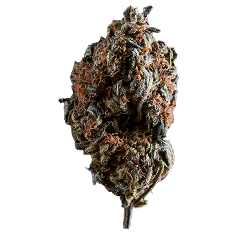 OG Shark | Pink Joint Canada OG Shark | Pink Joint Canada