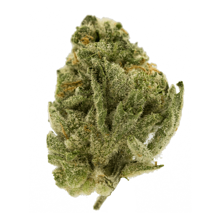 Orangeaid | Pink Joint Canada Orangeaid | Pink Joint Canada