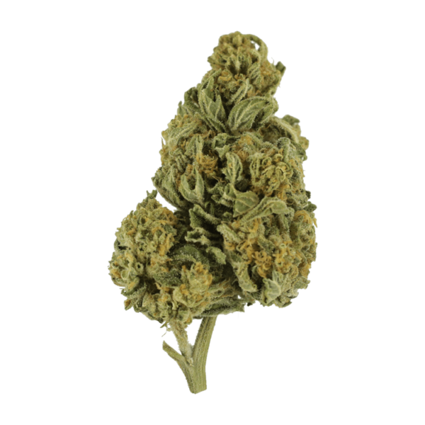 Blackwater | Pink Joint Canada Blackwater | Pink Joint Canada