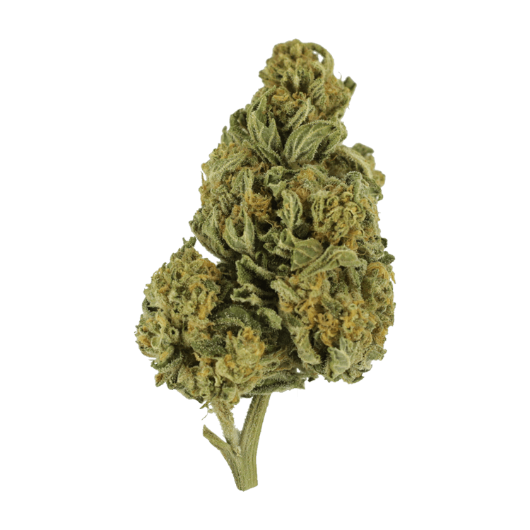 Blackwater | Pink Joint Canada Blackwater | Pink Joint Canada