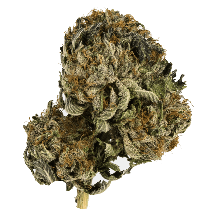 Black Tuna – 1 ounce | Pink Joint Canada Black Tuna – 1 ounce | Pink Joint Canada