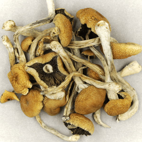 Cambodian Psilocybe Cubensis | Pink Joint Canada