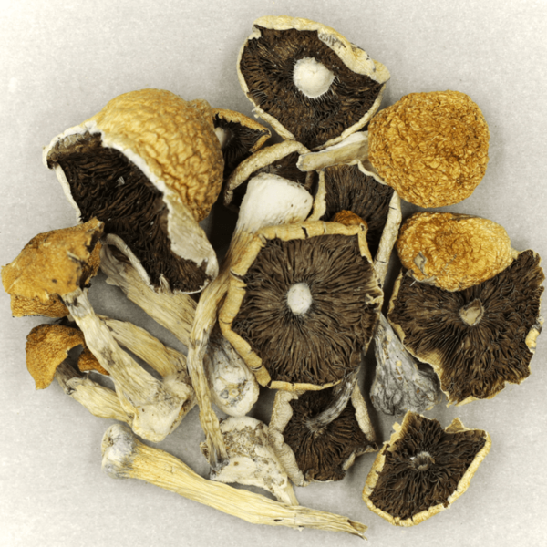Penis Envy Cubensis | Pink Joint Canada