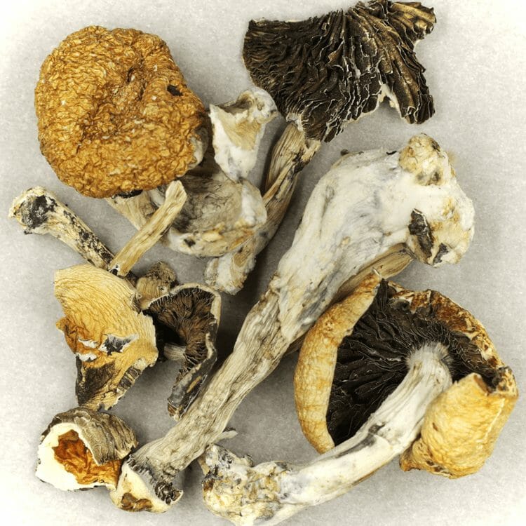 Thai Elephant | Pink Joint Canada Thai Elephant | Pink Joint Canada