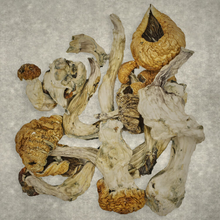 Z Farm | Pink Joint Canada Z Farm | Pink Joint Canada