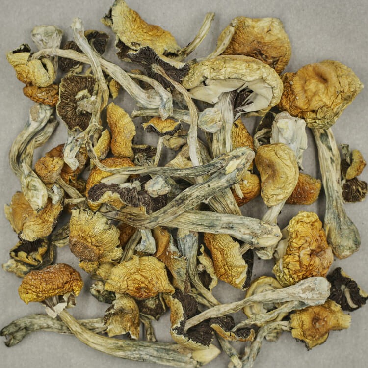 South American | Pink Joint Canada South American | Pink Joint Canada