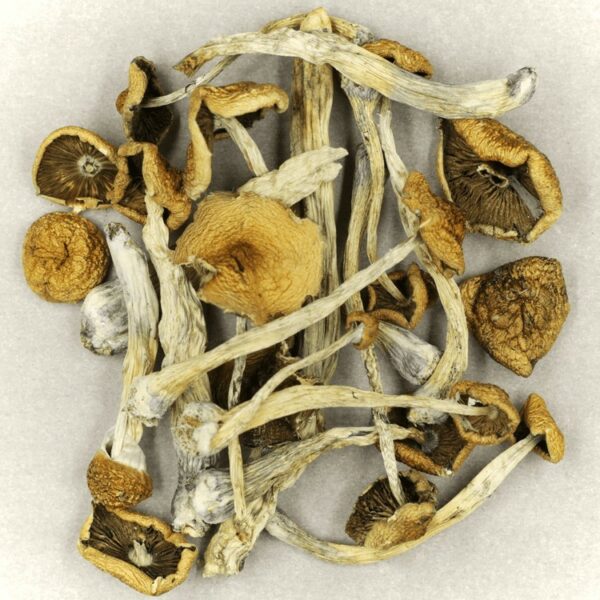 Psilocybe Cubensis Mexicana | Pink Joint Canada
