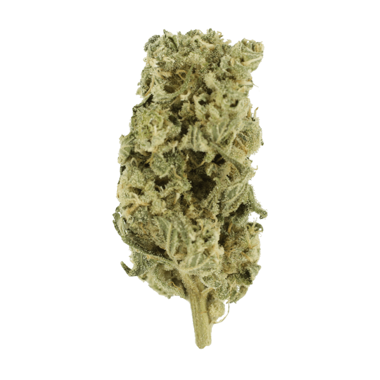 Hash Plant – 1oz / $60 | Pink Joint Canada Hash Plant – 1oz / $60 | Pink Joint Canada