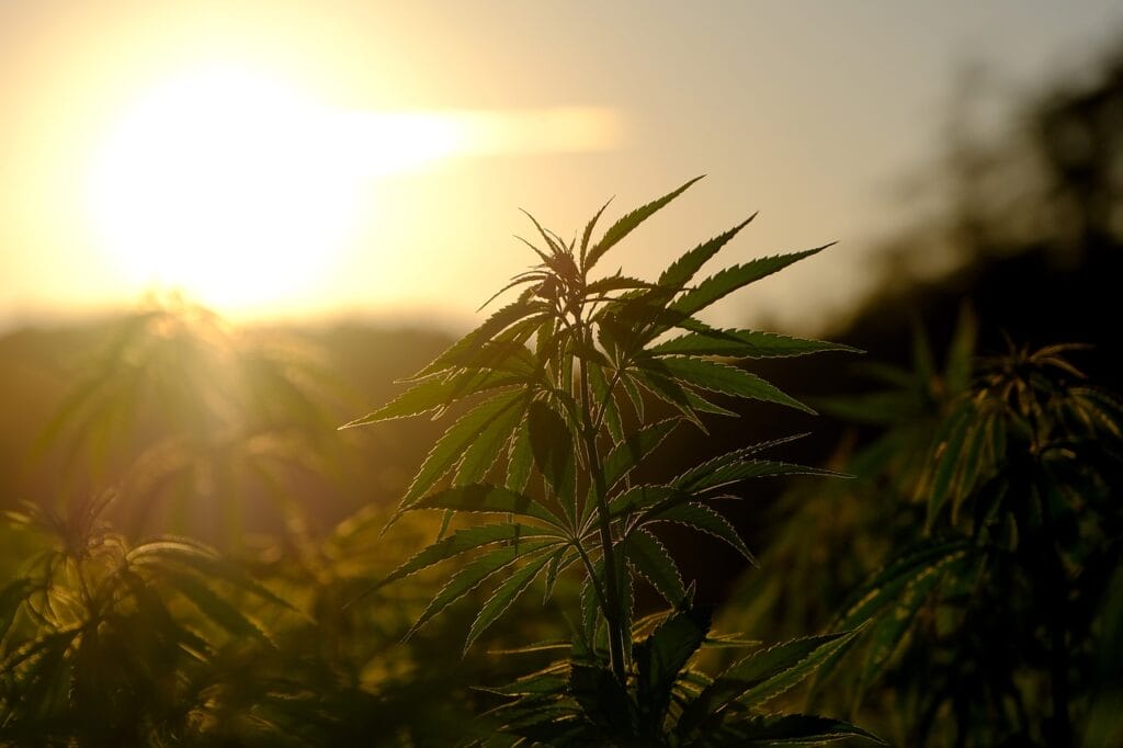 Buy indica flower online | Pink Joint Canada